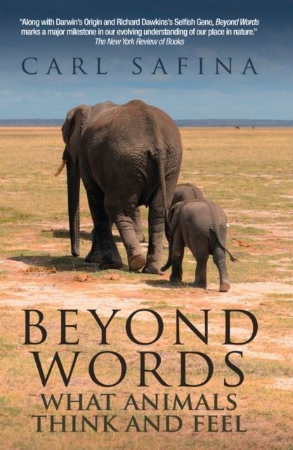 Beyond Words main product photo