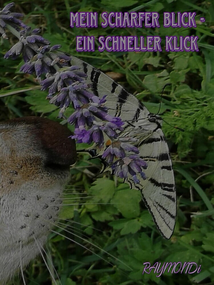 mein _scharfer_BLICK?ein_schneller-KLICK?IDEE+GLÜCK main product photo