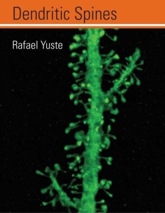 Dendritic Spines
