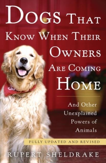 Dogs That Know When Their Owners Are Coming Home main product photo