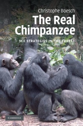 Real Chimpanzee