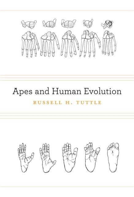 Apes and Human Evolution main product photo