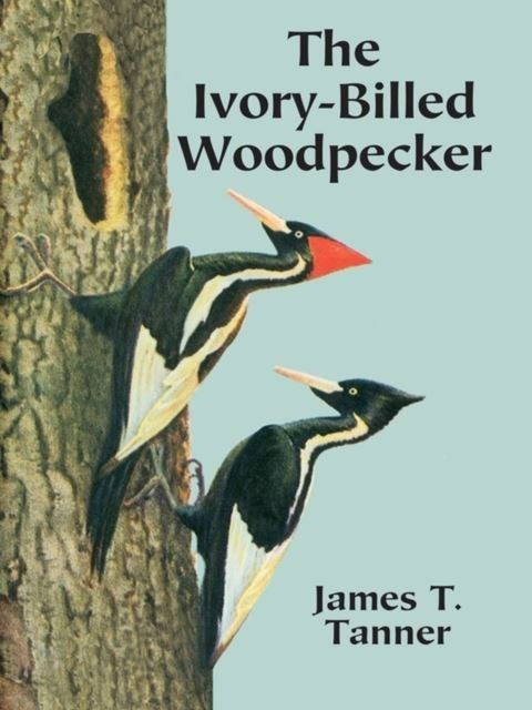 Ivory-Billed Woodpecker main product photo