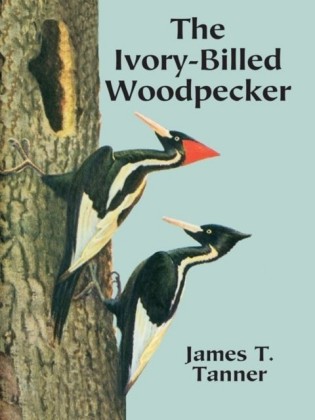 Ivory-Billed Woodpecker