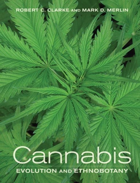 Cannabis main product photo