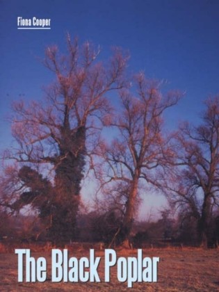 Black Poplar