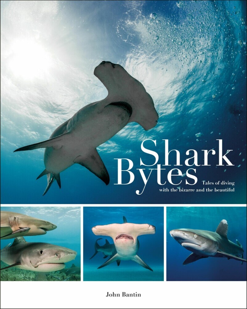 Shark Bytes main product photo