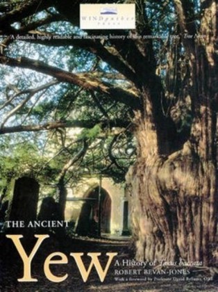 Ancient Yew