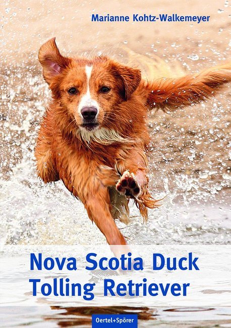 Nova Scotia Duck Tolling Retriever main product photo