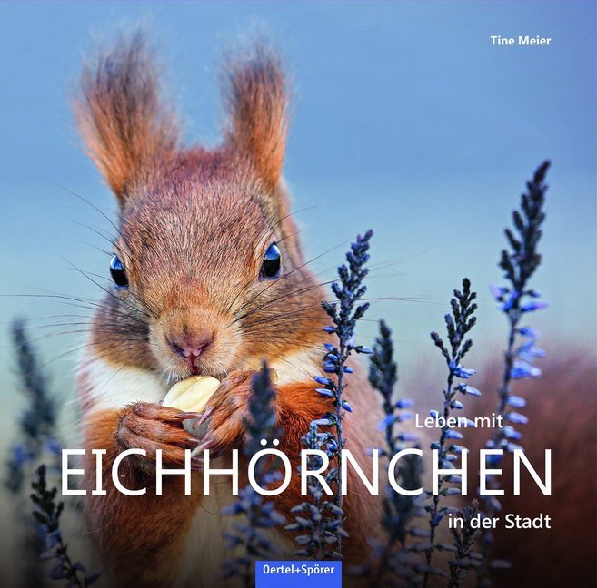 Leben mit Eichhörnchen in der Stadt main product photo
