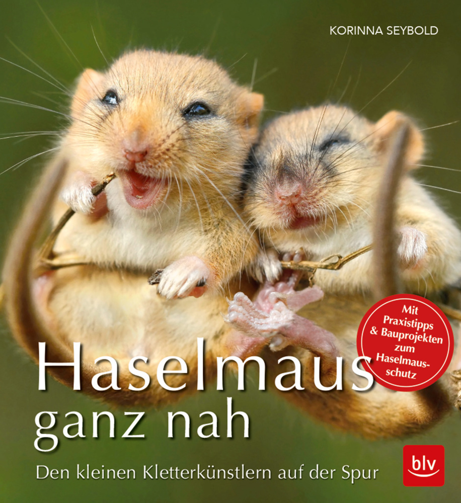 Haselmaus ganz nah main product photo