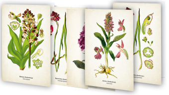 Kunstklappkarten "Zauberhafte Orchideen"