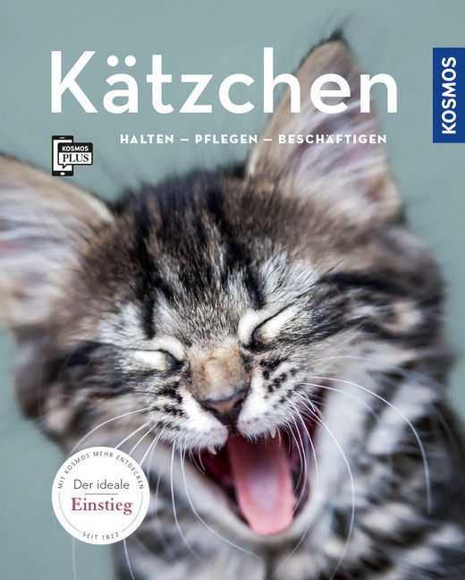 Kätzchen main product photo