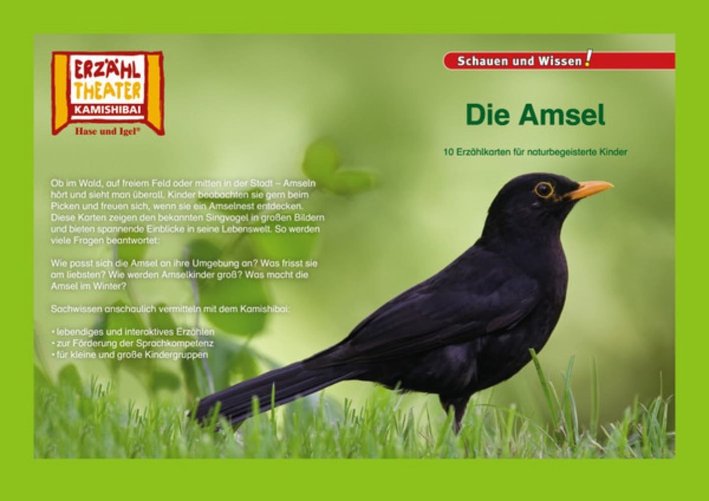 Die Amsel / Kamishibai Bildkarten main product photo