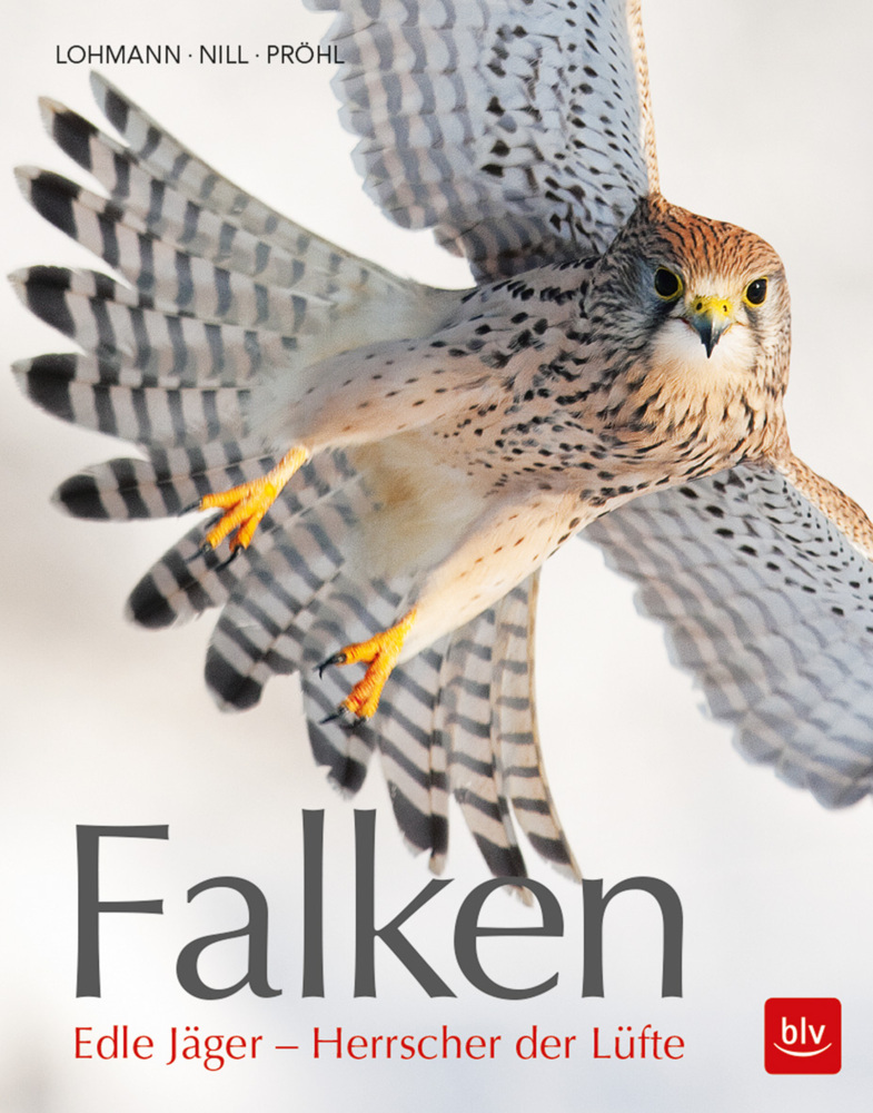 Falken main product photo