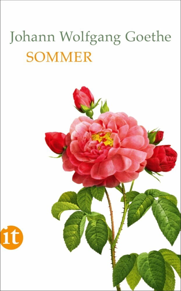 Sommer main product photo