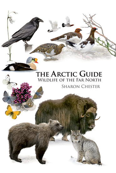 The Arctic Guide main product photo
