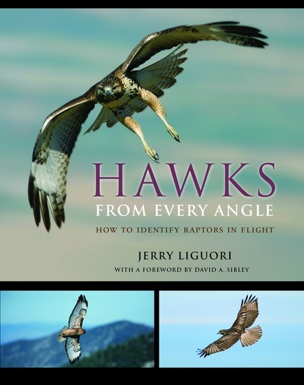 Hawks from Every Angle main product photo