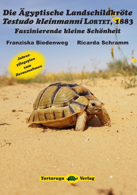 Die Ägyptische Landschildkröte Testudo kleinmanni Lortet, 1883 main product photo