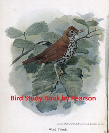Bird Study Book main product photo