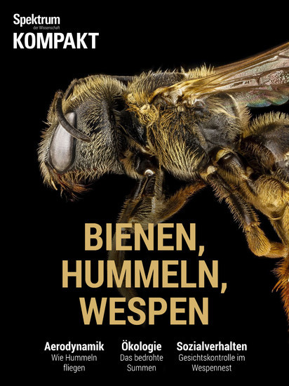 Spektrum Kompakt - Bienen, Hummeln, Wespen main product photo