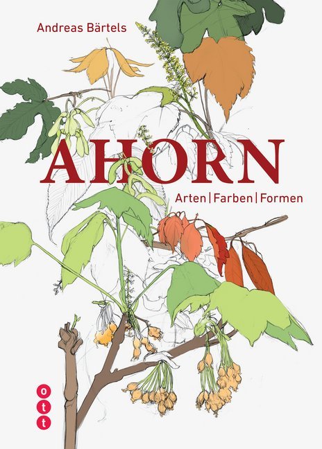 Ahorn main product photo