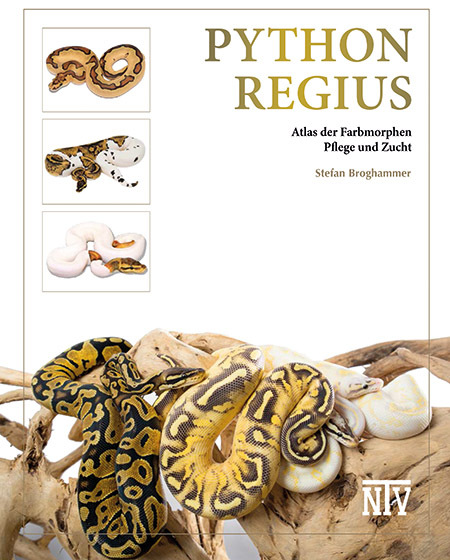 Python regius main product photo