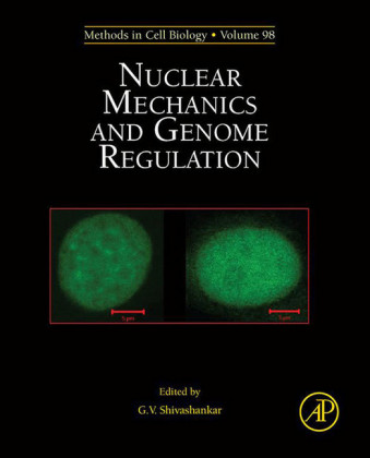 Nuclear Mechanics and Genome Regulation