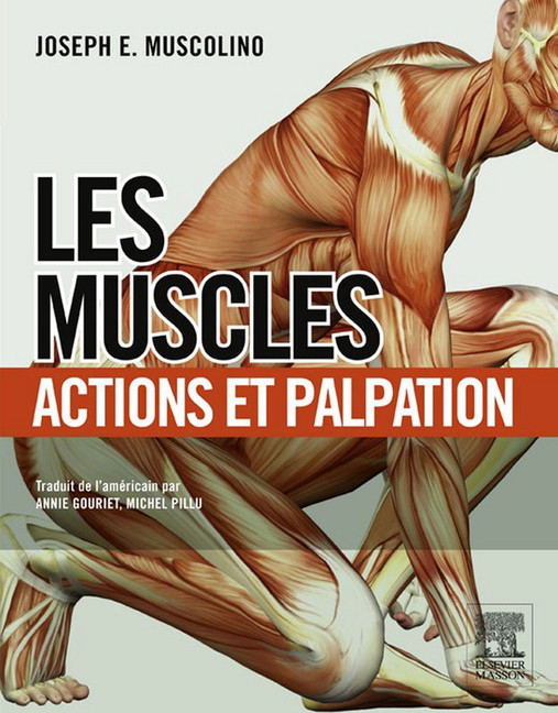 Les muscles : actions et palpation main product photo