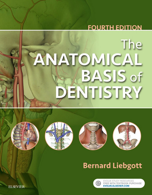 The Anatomical Basis of Dentistry - E-Book main product photo