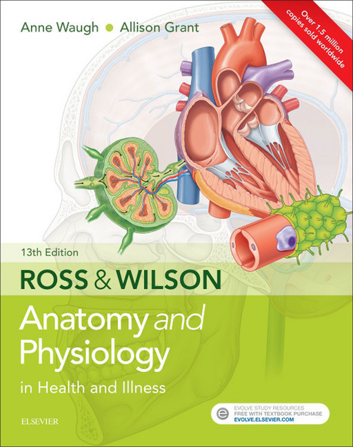 Ross & Wilson Anatomy and Physiology in Health and Illness E-Book main product photo