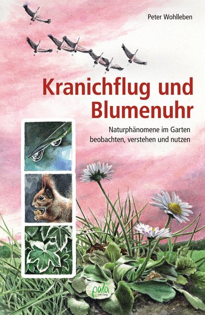 Kranichflug und Blumenuhr main product photo