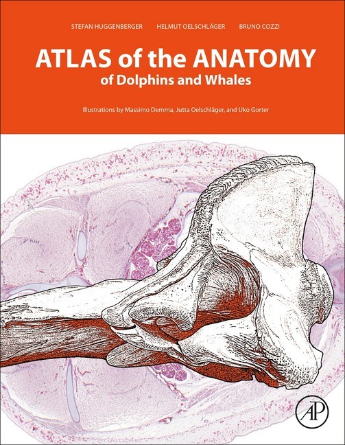 Atlas of the Anatomy of Dolphins and Whales main product photo