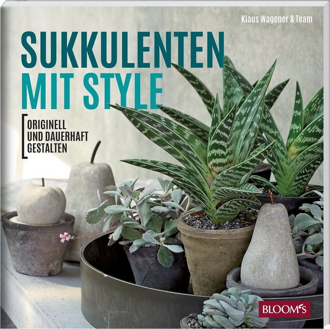 Sukkulenten mit Style main product photo