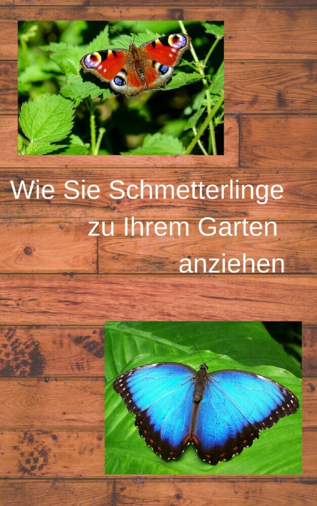 Wie Sie Schmetterlinge zu Ihrem Garten anziehen main product photo