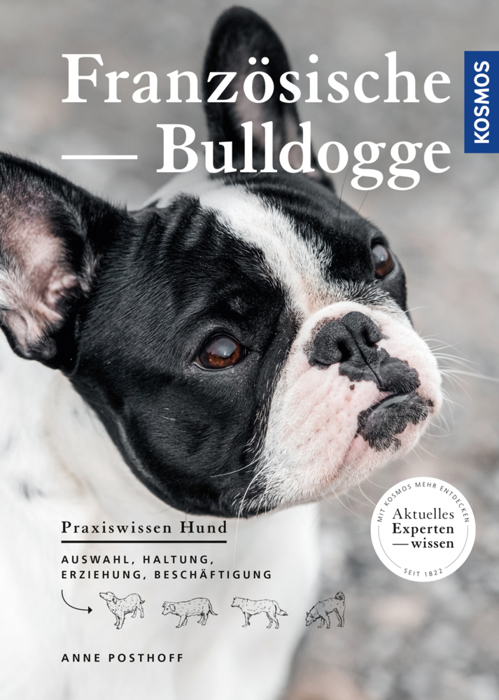 Französische Bulldogge main product photo