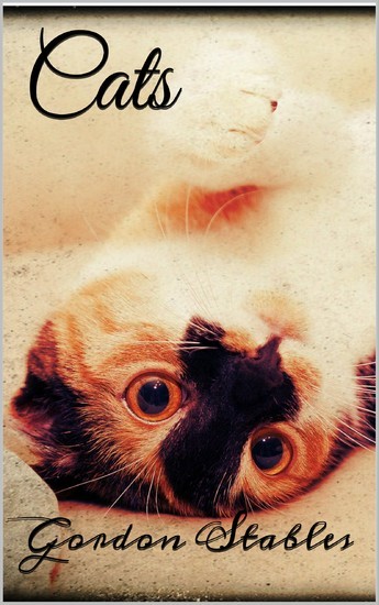 Cats main product photo