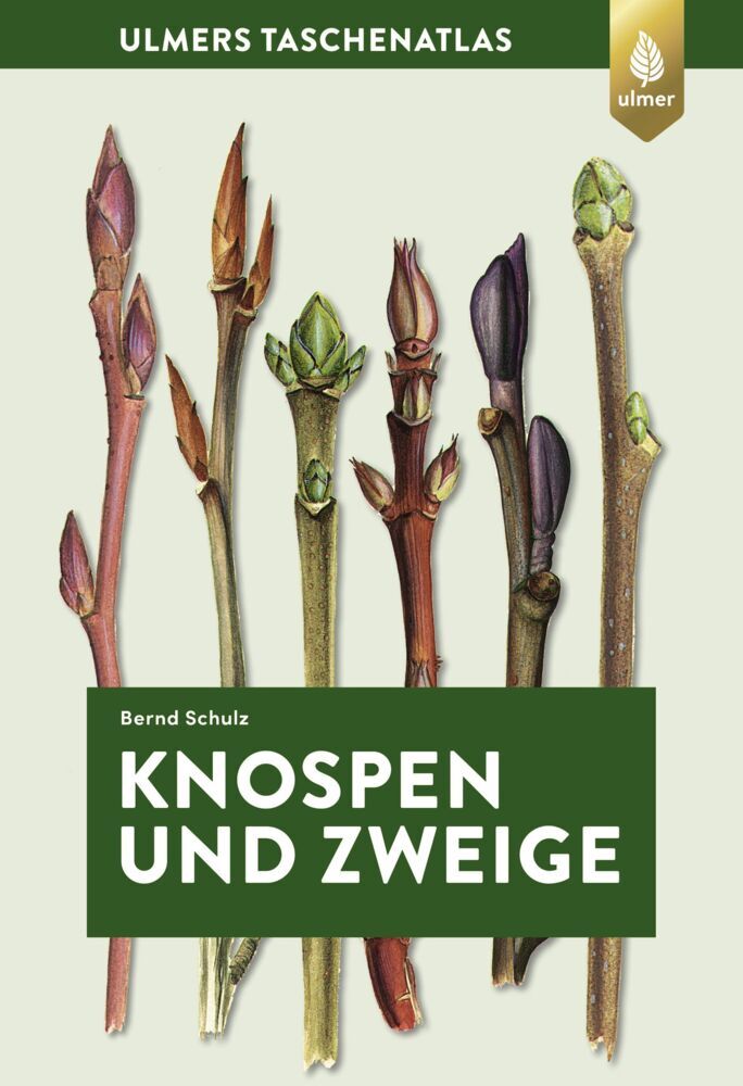 Knospen und Zweige main product photo