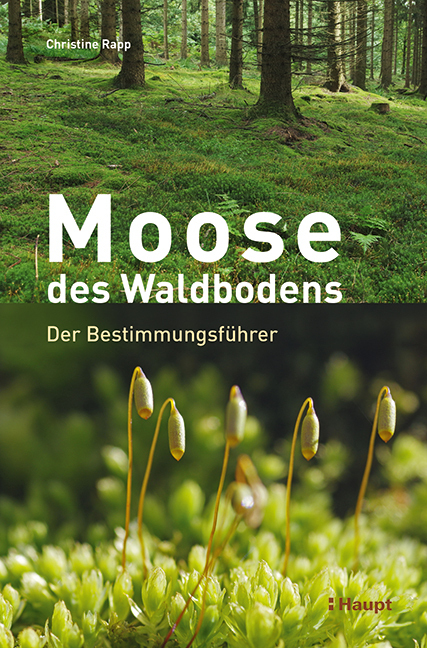 Moose des Waldbodens main product photo