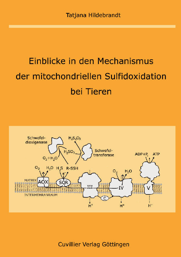 Einblicke in den Mechanismus der mitochondriellen Sulfidoxidation bei Tieren main product photo