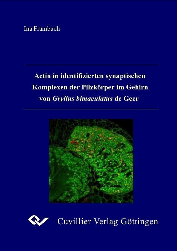 Actin in identifizierten synaptischen Komplexen der Pilzkörper im Gehirn von Gryllus bimaculatus de Geer main product photo