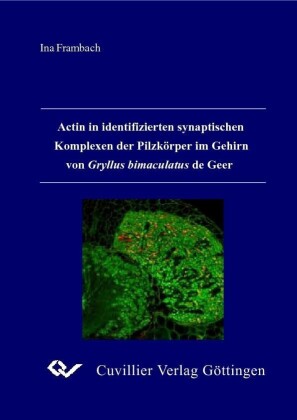 Actin in identifizierten synaptischen Komplexen der Pilzk&#xF6;rper im Gehirn von Gryllus bimaculatus de Geer