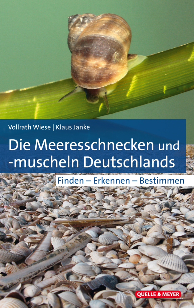 Die Meeresschnecken und -muscheln Deutschlands main product photo