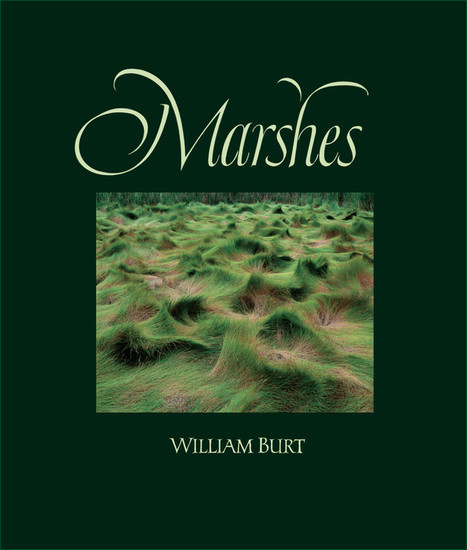 Marshes main product photo