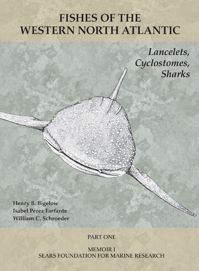 Lancelets, Cyclostomes, Sharks main product photo