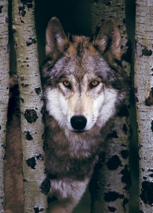 Gray Wolf (Puzzle)