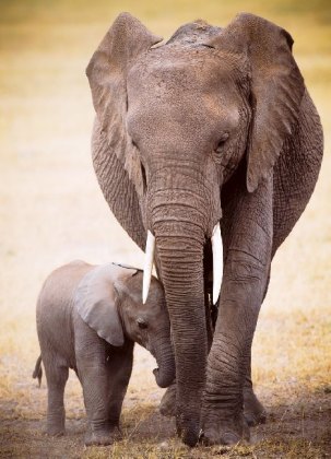 Elephant & Baby (Puzzle)