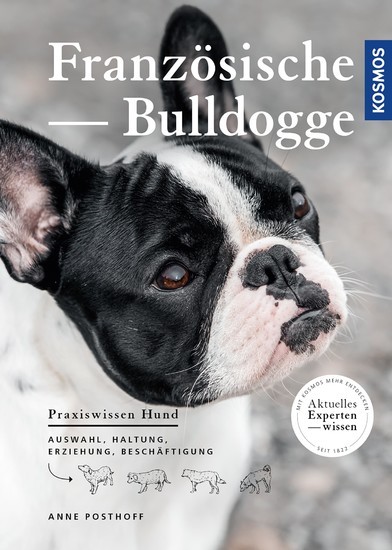 Französische Bulldogge main product photo