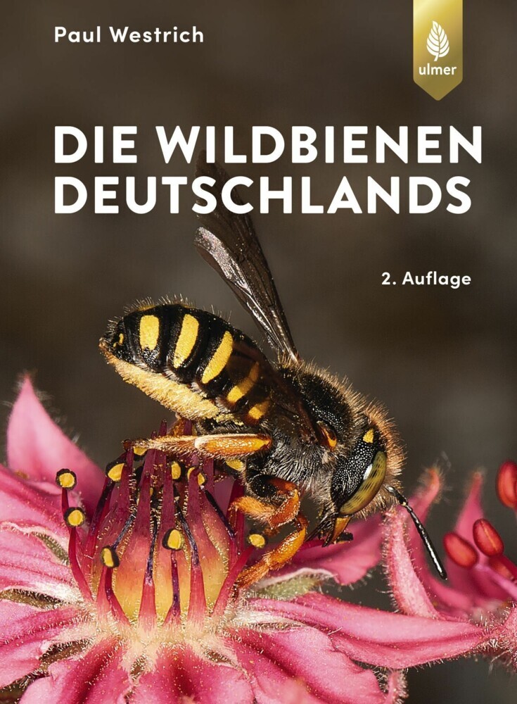 Die Wildbienen Deutschlands main product photo