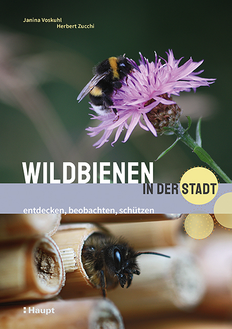 Wildbienen in der Stadt main product photo
